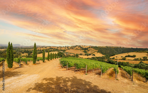 View over vineyards with red wine grapes and typical Tuscan landscape with agricultural fields and winery, tasting of the newly bottled wine from the barrel in Chianti area, Tuscany Italy photo