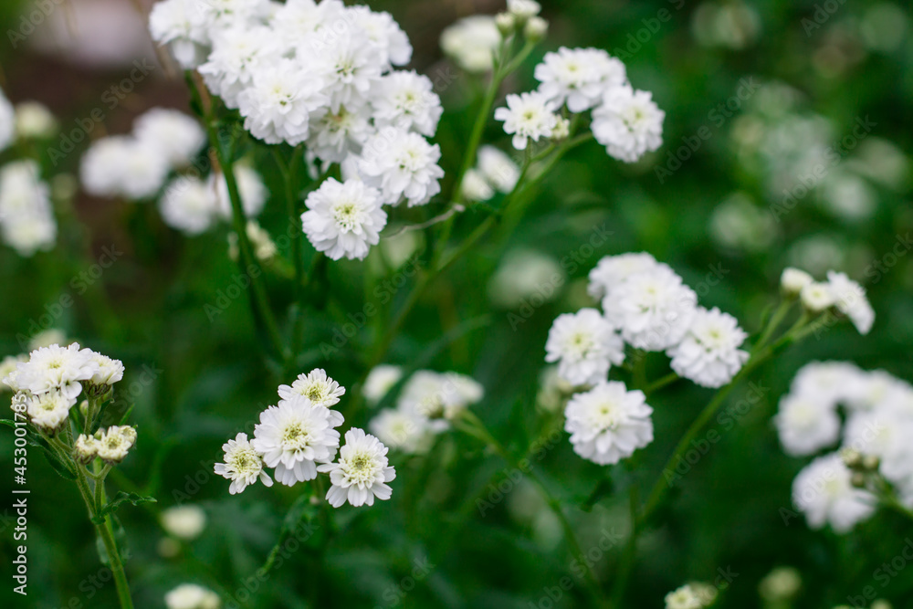white flowers on a green background. Floral spring abstract background of nature. white flowers on a green background. Floral spring abstract background of nature.