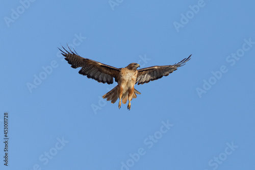 red-tailed hawk flying in beautiful light , seen in the wild in North California 