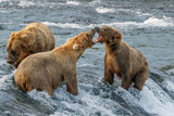 Two Brown Bears fighting in river