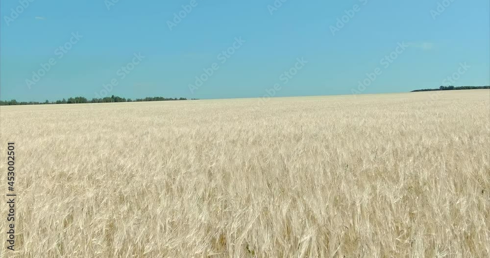 Aerial view, ripe wheat ears waving in the wind. Golden field of cereals, blue sky. Agricultural industry. 4k, ProRes Aerial view, ripe wheat ears waving in the wind. Golden field of cereals, blue sky. Agricultural industry. 4k, ProRes