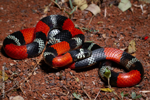 red coral snake