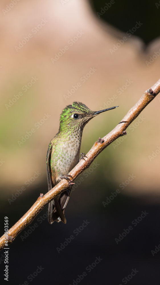 Fototapeta premium Hummingbird in a brench picaflor