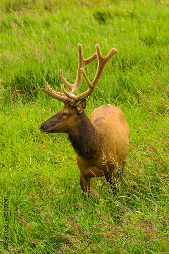 A bull elk with antlers in the velvet  grazing in a grassy meadow near Reedsport Oregon