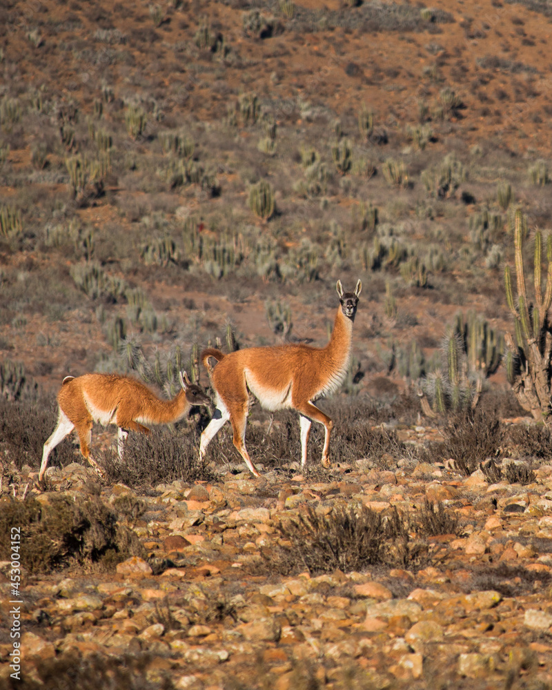 Guanaco in the desert