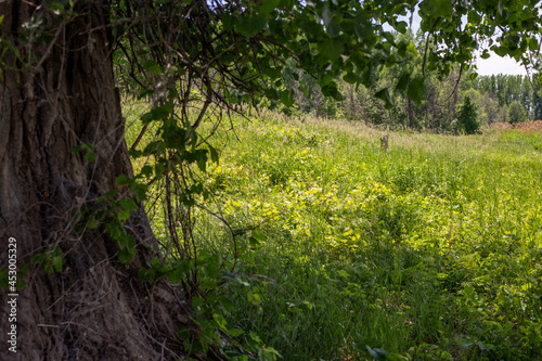 vue d'un champ sauvage en été avec un arbre en avant plan