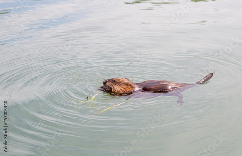 Gros plan sur un castor à la fourrure brune en train de nager dans des eaux calmes et claires