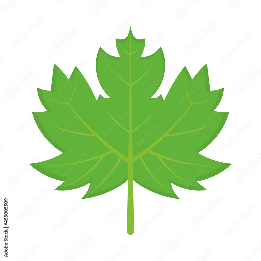 Fototapeta premium green maple leaf icon