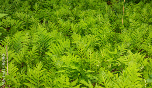 Gros plan sur un plan de fougères sauvages avec les feuilles vertes en été