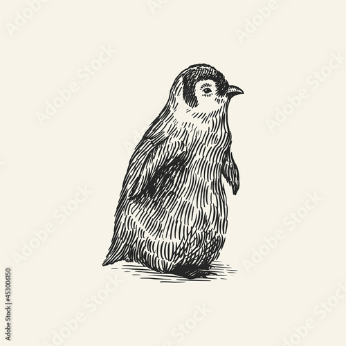 King or Emperor penguin chick. Cute baby small animal. Vector graphics black and white drawing. Hand drawn sketch. Aquatic flightless bird. 