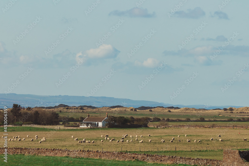 Farmland panorama with sheep and a white cottage