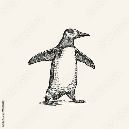 Gentoo penguin. Adelie Chinstrap bird. Vector graphics black and white drawing. Hand drawn sketch. Cute animal.
