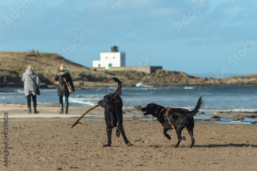 Two black dogs running playing with a stick at the beach
