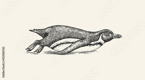 African penguin tobogganing. Magellanic Humboldt Galapagos chick swimming or Diving. Cute small animal. Vector graphics black and white drawing. Hand drawn sketch. Aquatic flightless bird. 