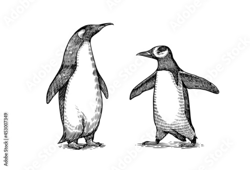 Emperor penguin and cute baby. Small cute family. vector graphics black and white drawing. Hand drawn sketch. Group of aquatic flightless birds. African and Gentoo and King chick