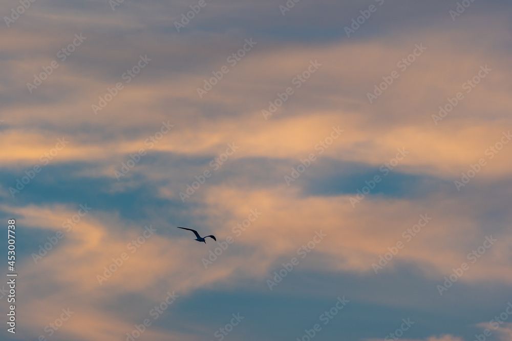 Minimalist Bird in Lower Left Morning Sky