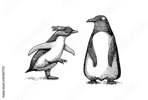 Emperor penguin and cute baby. Small cute family. vector graphics black and white drawing. Hand drawn sketch. Group of aquatic flightless birds. African and Gentoo and King chick
