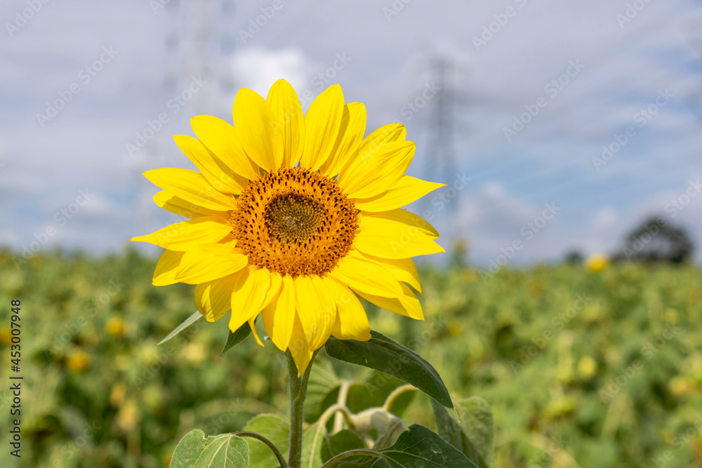sunflower flower highlighted in the plantation sunflower flower highlighted in the plantation
