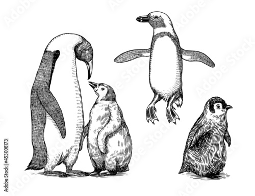 Emperor penguin and cute baby. Small cute family. vector graphics black and white drawing. Hand drawn sketch. Group of aquatic flightless birds. African and Gentoo and King chick