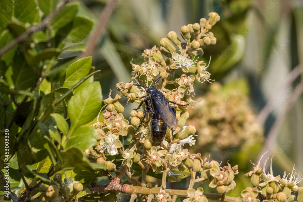 Big Brazilian Wasp on the Flowers - Grande Vespa Brasileira nas Flores
Big Brazilian Wasp on the Flowers - Grande Vespa Brasileira nas Flores