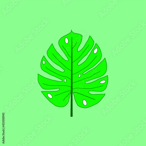 Adam's rib leaf on green background