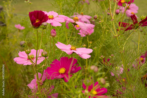 Blooming daisies in the garden. Closeup view of Cosmos bipinnatus plant  also known as Mexican Aster  flowers of pink  fuchsia and magenta color petals  blossoming in the park.