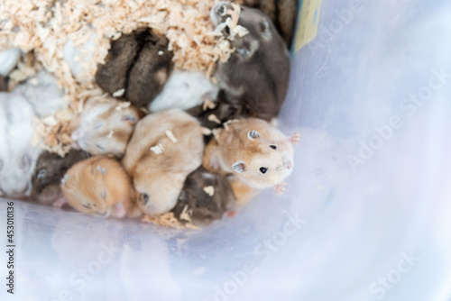 Fototapeta Naklejka Na Ścianę i Meble -  Pudding hamster lifted its front paws to climb, looking up at the camera.