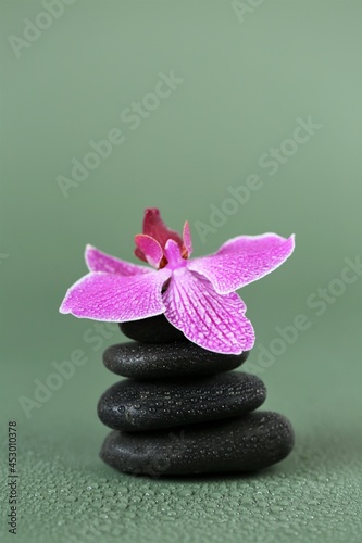  Stones and Orchid Flower. Massage Stone.Beauty and harmony. Black stones and pink orchid flower in water drops on green background.Beautiful Zen Stones. High quality photo
