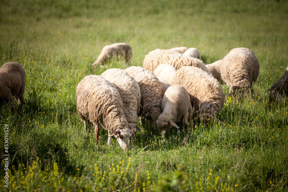Obraz premium Selective blur on a flock and herd of white sheeps, with short wool, standing and eating in the grass land of a pasture in a Serbian farm. They are pretty common farming animals, called ovis aries