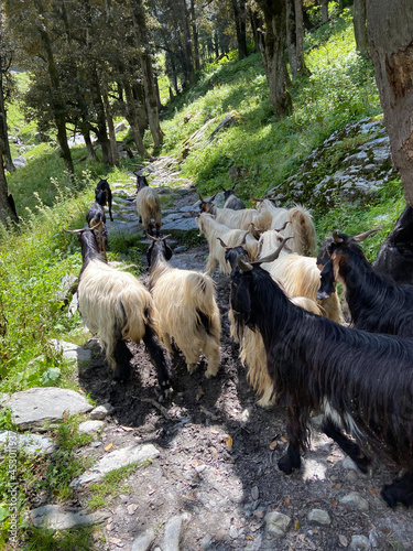 Gaddi tribe's goat herd looking for grass in himachal pradesh, India photo