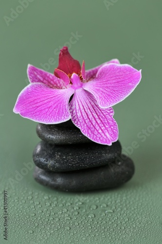 Spa Stones and Orchid Flower. Massage Stone.Beauty and harmony. Black stones and pink orchid flower in water drops on green background. Zen Stones. High quality photo
