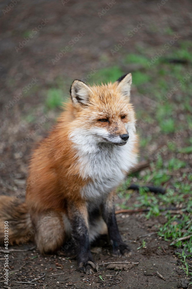 Fototapeta premium きつね