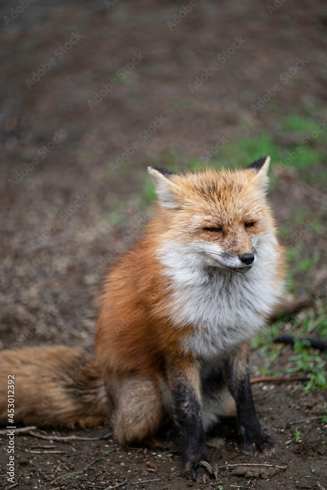 Naklejka premium きつね