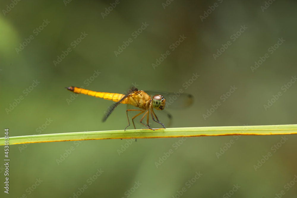 Beautiful Damselflies in art themes Beautiful Damselflies in art themes