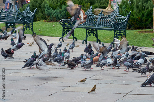 palomas photo