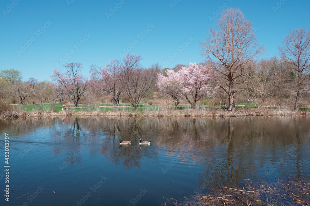 Scenic lake with swimming goose and blooming cherry trees