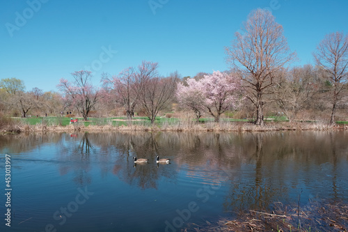 Scenic lake with swimming goose and blooming cherry trees