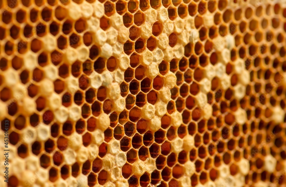 Honey bee nest, hives, from natural rain forest in Gunung Kidul Yogyakarta, Indonesia. Selected focus Honey bee nest, hives, from natural rain forest in Gunung Kidul Yogyakarta, Indonesia. Selected focus