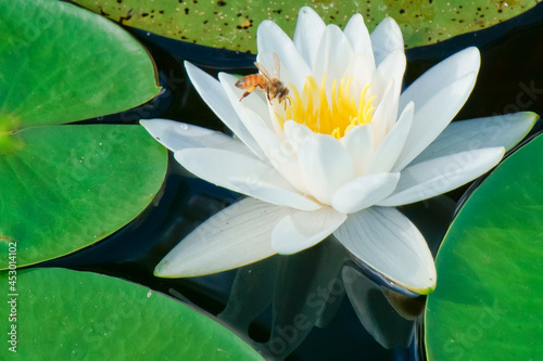 white water lily and honey bee