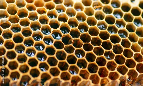 Honey bee nest from natural rain forest in Indonesia