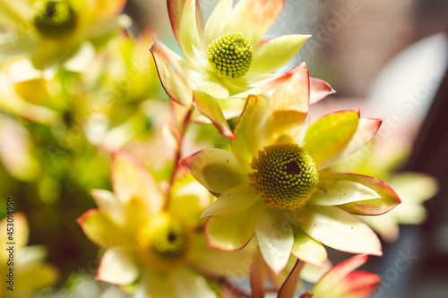 native African yellow protea Leucadendron flowers indoor iin vase shot at shallow depth of field