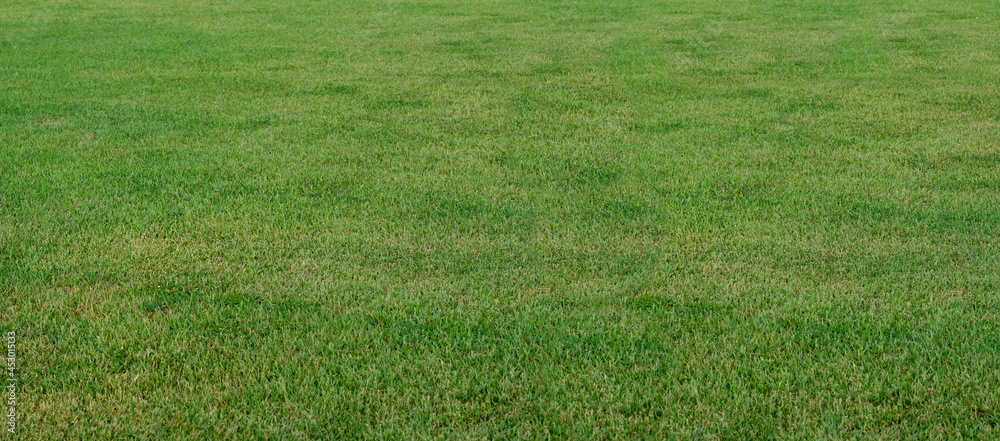 Green grass texture background Top view of bright grass garden Idea concept used for making green backdrop, lawn for training football pitch, Grass Golf Courses green lawn pattern textured background
Green grass texture background Top view of bright grass garden Idea concept used for making green backdrop, lawn for training football pitch, Grass Golf Courses green lawn pattern textured background