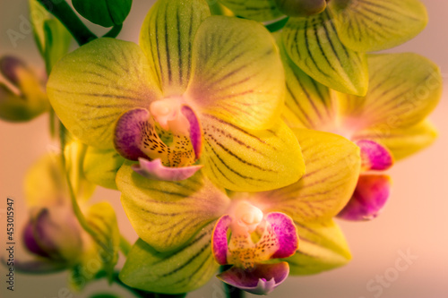 Beautiful Orchid flower blooming