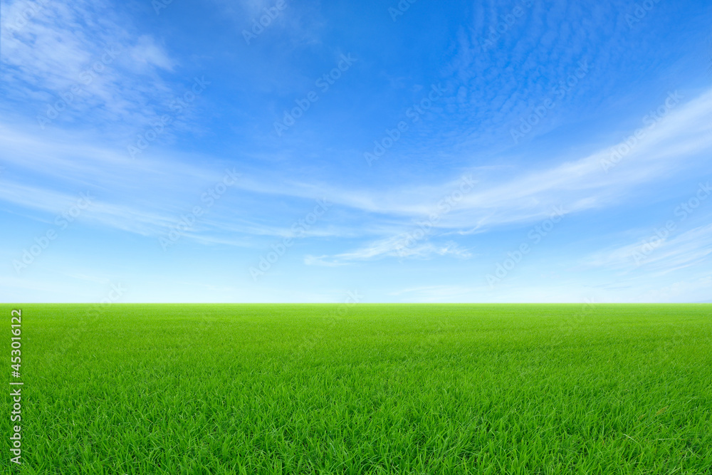 Obraz premium Green sloping meadows with blue sky and clouds background.