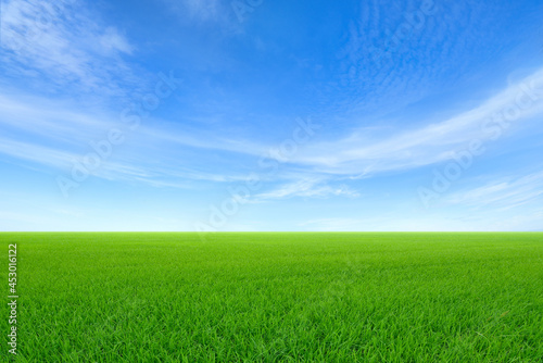 Fototapeta Naklejka Na Ścianę i Meble -  Green sloping meadows with blue sky and clouds background.