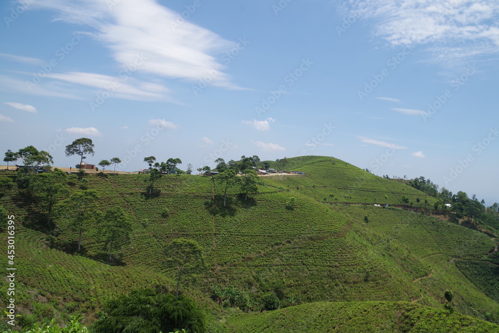 インドネシア ジャワ島の茶畑 インドネシア ジャワ島の茶畑
