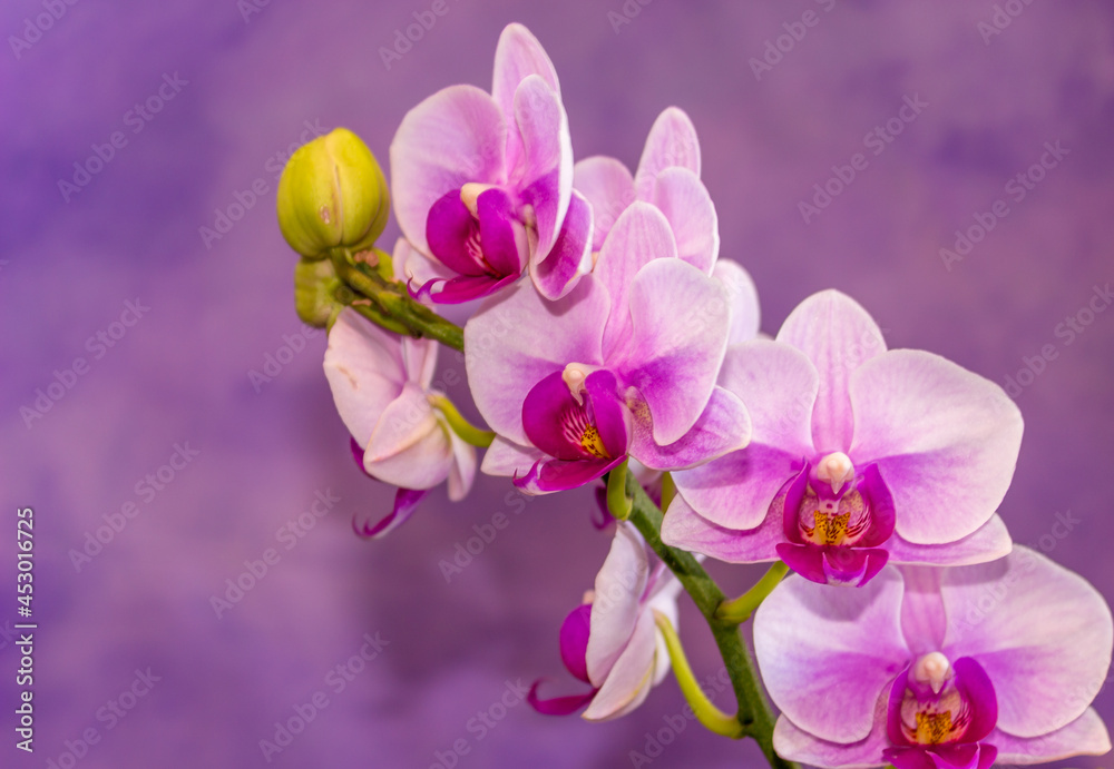 Beautiful Orchid flower blooming Beautiful Orchid flower blooming