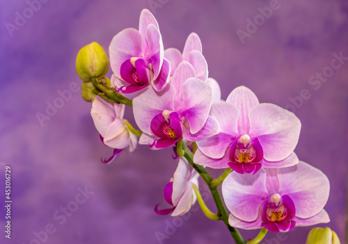 Fototapeta Naklejka Na Ścianę i Meble -  Beautiful Orchid flower blooming