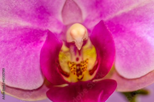 Beautiful Orchid flower blooming