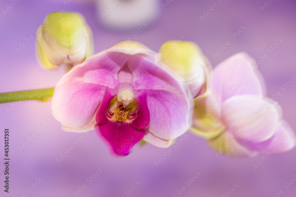 Beautiful Orchid flower blooming Beautiful Orchid flower blooming